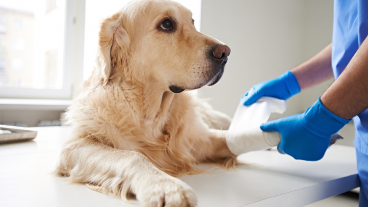 vet helping injured dog